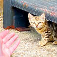 Kitten With Hurt Eye Keeps Running Away From Her Rescuer!