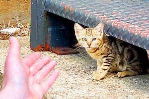 Kitten With Hurt Eye Keeps Running Away From Her Rescuer!