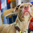 Dog Rescuers Won’t Quit Until They Find Lost Pet’s Family