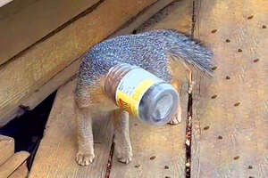 Fox’s Head Is Stuck In A Peanut Butter Jar! Someone Help!