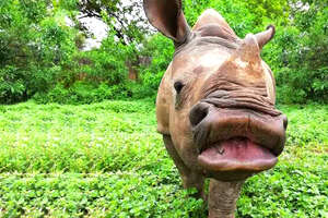 Rescuers Give Baby Rhino His First Mud Bath