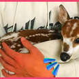 Lady Finds A Tiny, Lost Baby Deer In The Forest