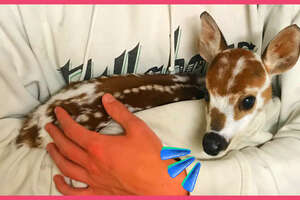 Lady Finds A Tiny, Lost Baby Deer In The Forest