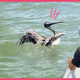 Tangled! A Kid And Some Boat Rescuers Try to Save A Wild Pelican