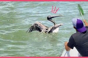 Tangled! A Kid And Some Boat Rescuers Try to Save A Wild Pelican