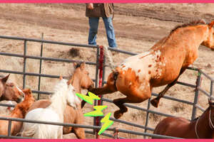 Horse Jumps Over Fence To Escape With His Family