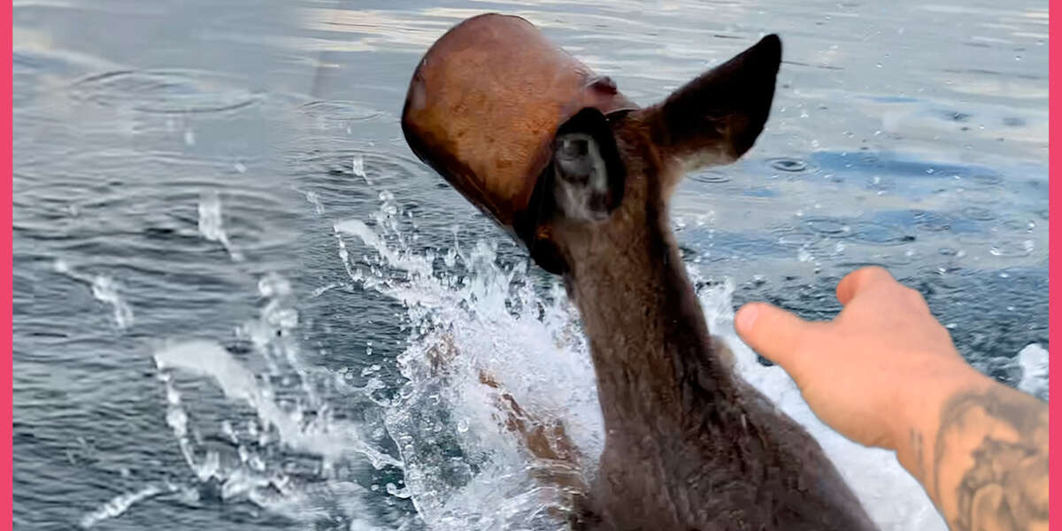 Deer Gets Her Head Stuck In A Bucket And Needs To Be Rescued Fast ...