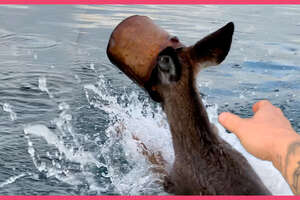 Deer Gets Her Head Stuck In A Bucket And Needs To Be Rescued Fast!