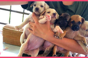 These Puppies Need A Rescuer To Save Their Mom!