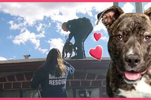 Rescuers Have No Idea How This Dog Got Stuck On A Roof!