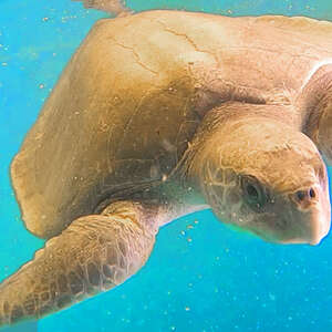 How Will Rescuers Use HONEY To Save This Sea Turtle?