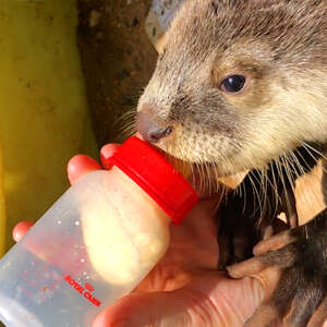 Cuddliest Baby Otter Walks Right Up To Family To Ask For Help!
