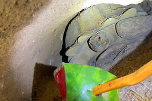 Rescuers Use A Watermelon To Save Dogs Stuck In A Tortoise Den?