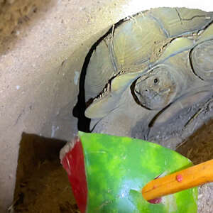Rescuers Use A Watermelon To Save Dogs Stuck In A Tortoise Den?