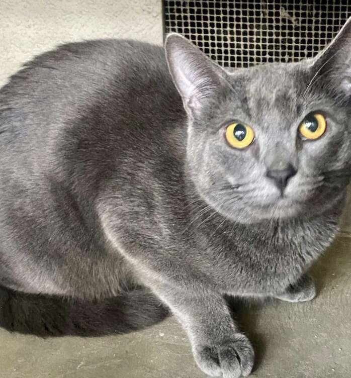 gray cat