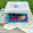 Woman Finds Cat Abandoned In Park With 1 Can Of Food And Saddest Sign