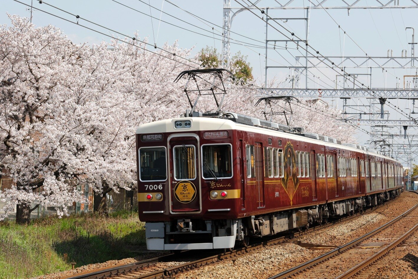 Kyo-Train Garaku and cherry blossoms
