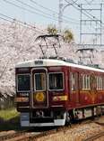 Kyo-Train Garaku and cherry blossoms