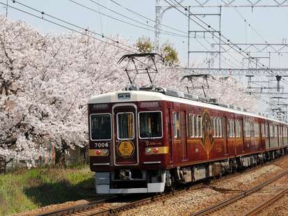 Kyo-Train Garaku and cherry blossoms