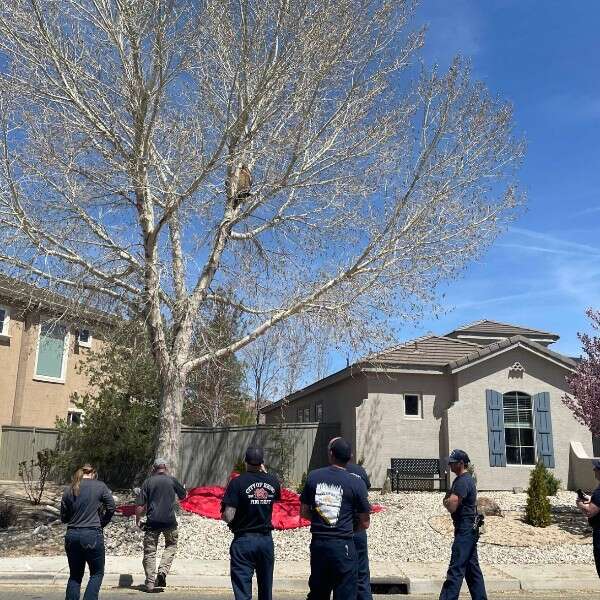 firefighters looking at bear 