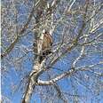 People Are Stunned To See Huge Animal Trapped In Tree Right Outside Their Homes