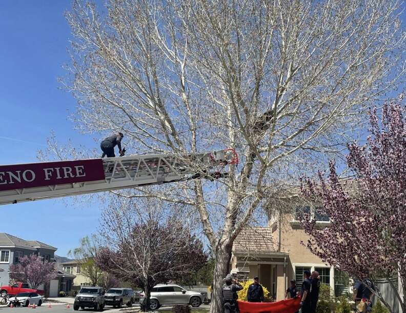 firefighters saving bear