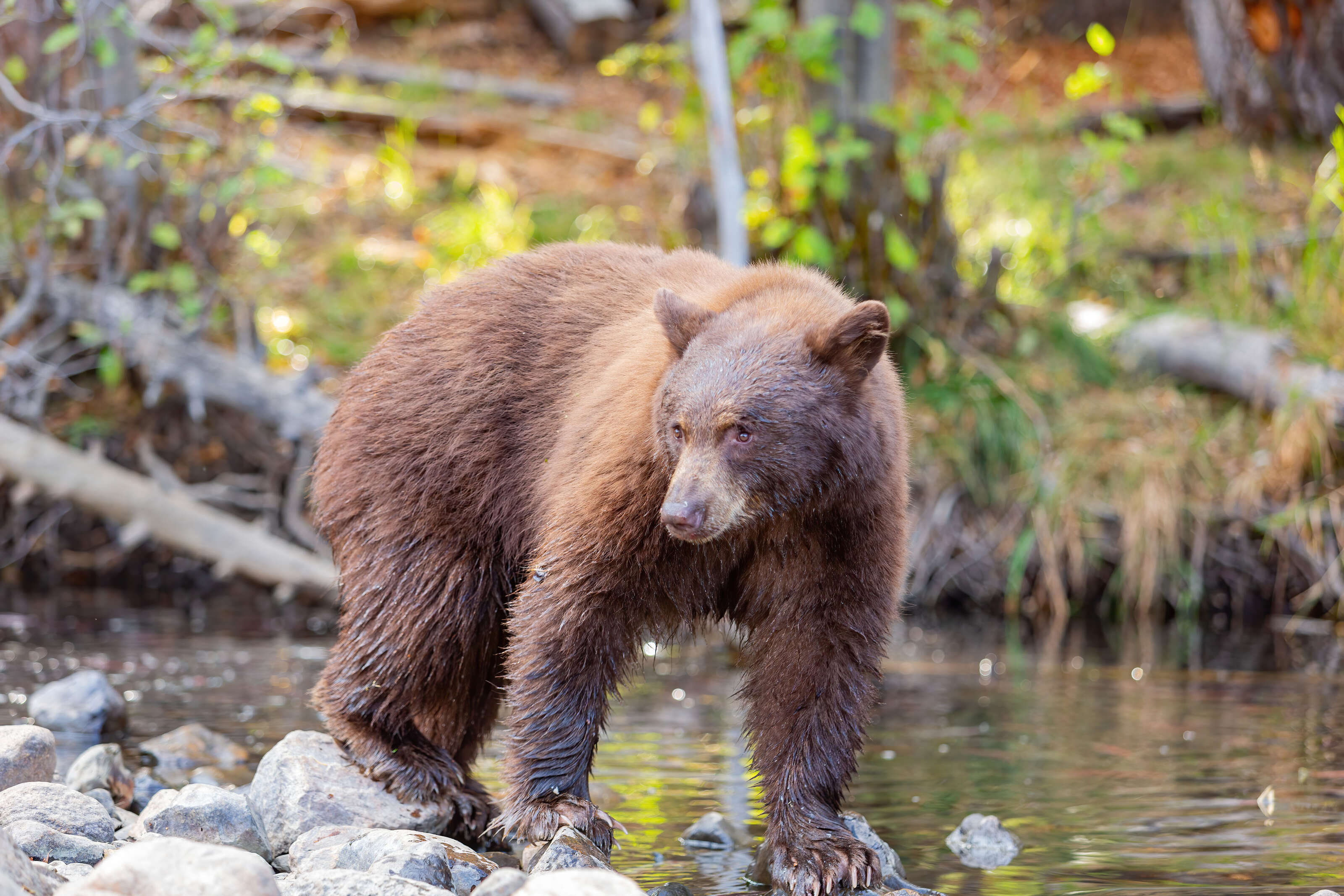 bear in stream