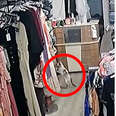 Cat Tries To Play It Cool Before Committing Brazen Theft At Clothing Store
