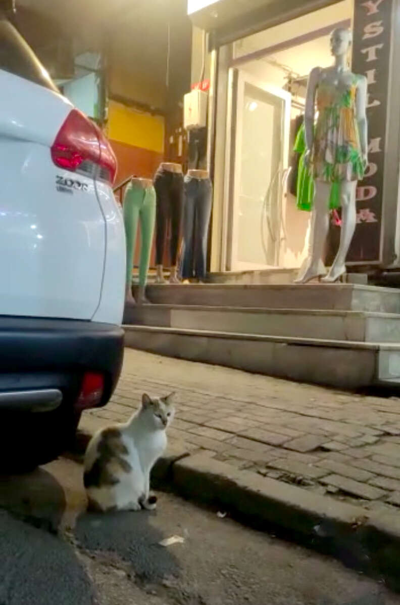 Cat Tries To Play It Cool Before Committing Brazen Theft At Clothing Store  - The Dodo