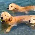 Golden Retrievers Teach Their Puppy Brother To Swim