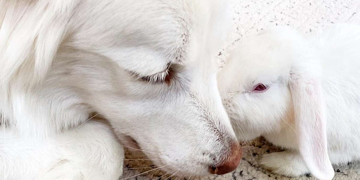 Rescue Bunny Gets Super Needy Around Her Favorite Dog - Videos - The Dodo