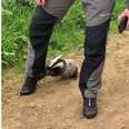 Woman Goes On Walk In A Park And Finds A Badger Cub Begging For Help