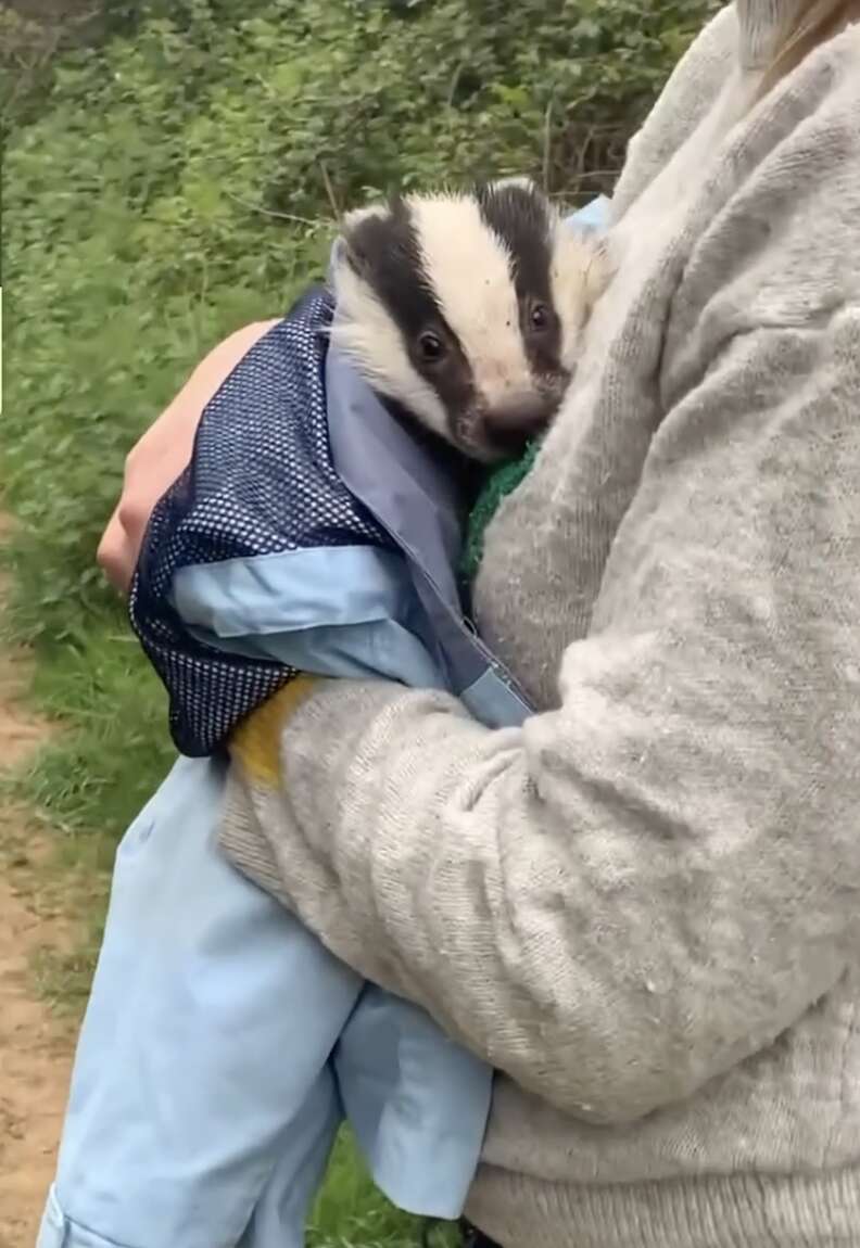 baby badger