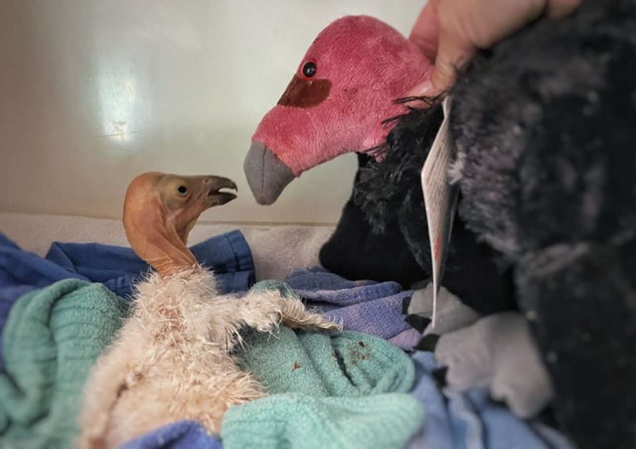 Baby Condor Who Lost Her Mom Finds A New Friend To Help Her Heal - The Dodo