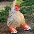 Tiny Chicken Learns To Walk By Wearing Boots