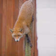 Feisty Fox Stuck in a Fence Gets Rescued