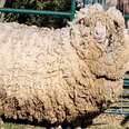 This Sheep Lost 30 Pounds of Wool And Can't Stop Hopping Around