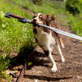 This Dog Is REALLY Obsessed With Sword Fighting With Her Humans