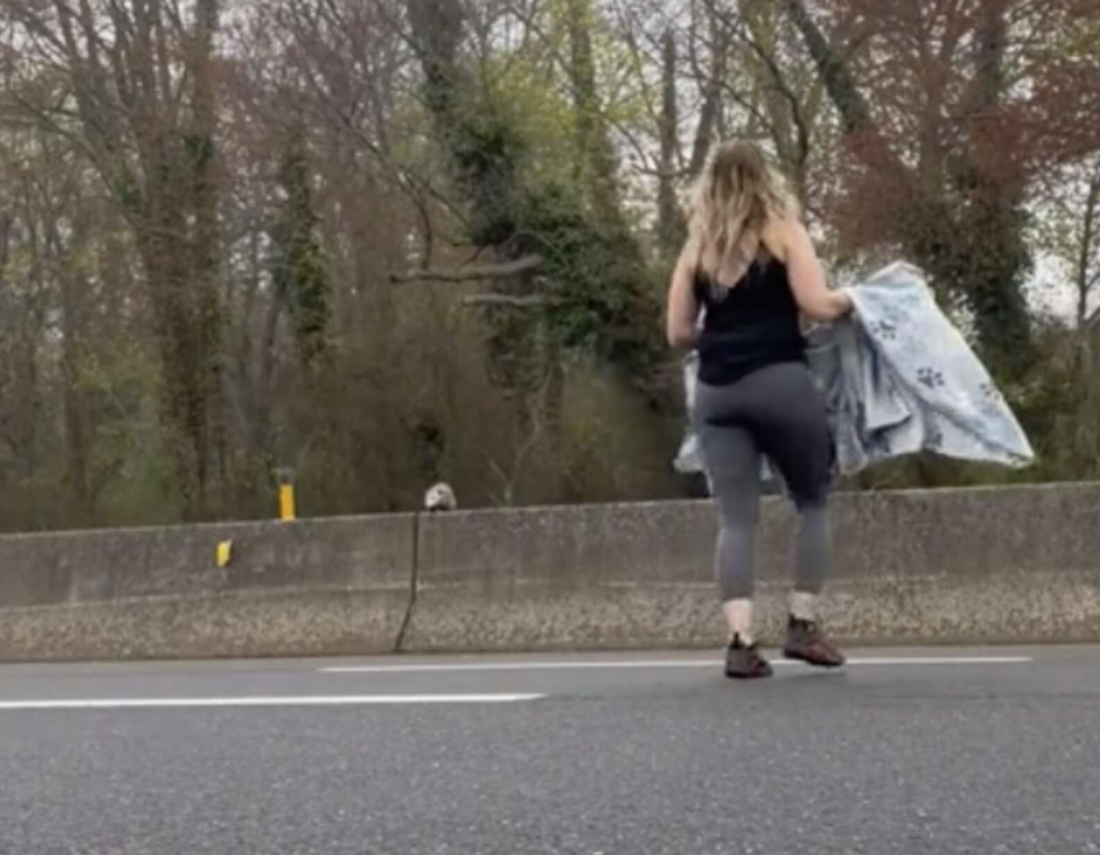 Woman Stranded Woman Dashes Through Traffic To Grab Wild Animal Stranded In Highway ...