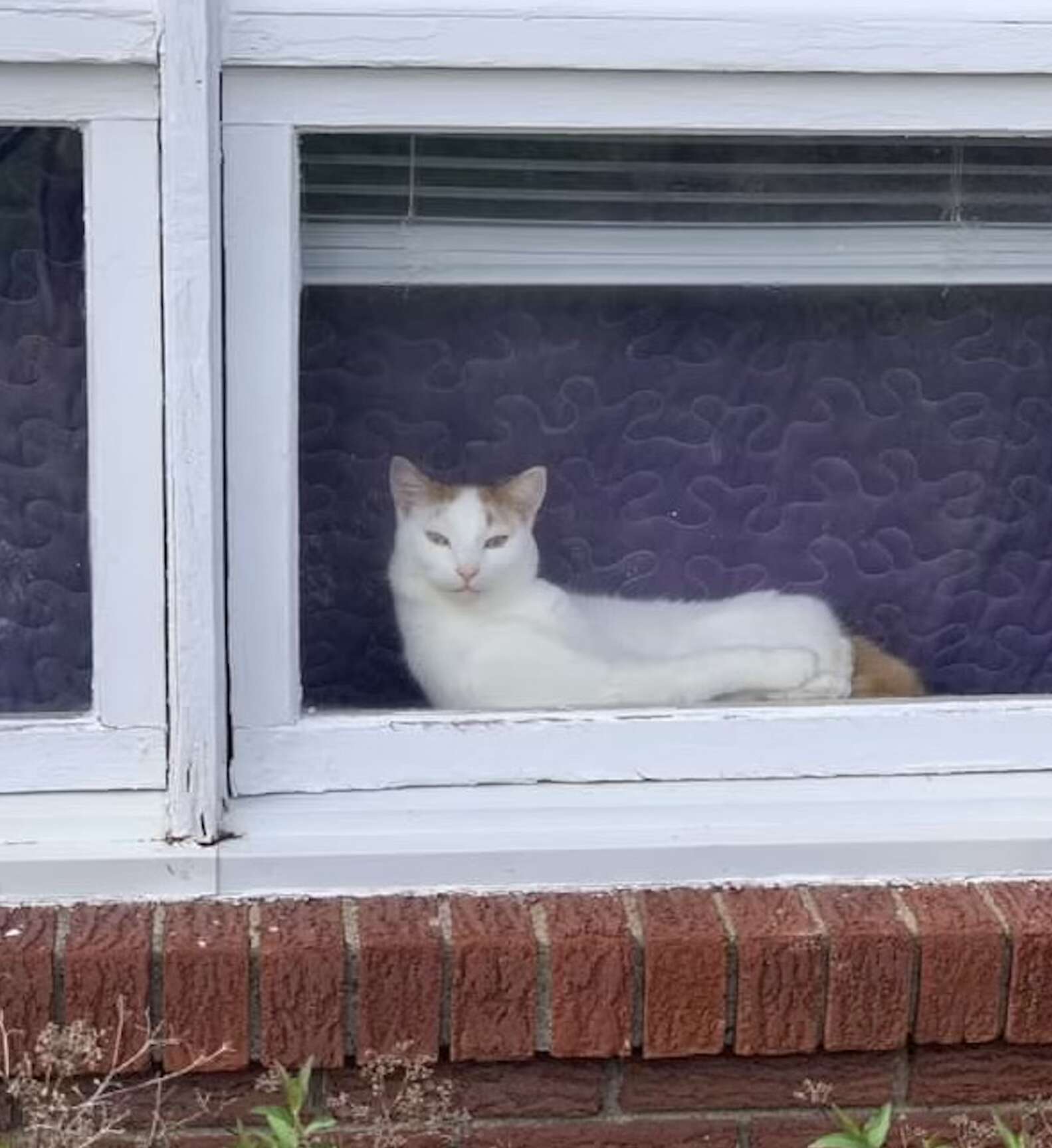 Attention-Seeking Cat Unleashes The Meow To End All Meows - The Dodo