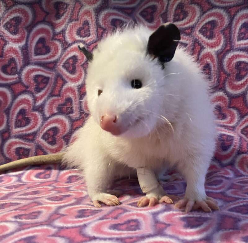 possum