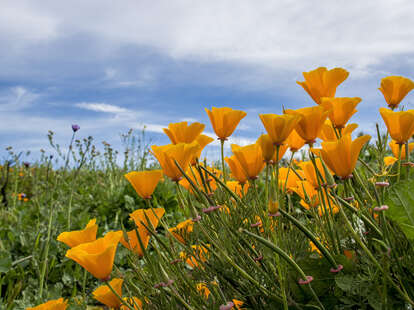 native gardens san francisco
