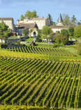 A vineyard in France. 