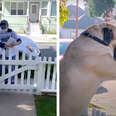 Dog Waits Outside Every Morning So He Can Greet His Favorite Mailwoman