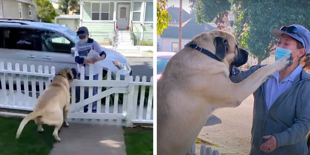 Dog Waits Outside Every Morning So He Can Greet His Favorite Mailwoman -  The Dodo