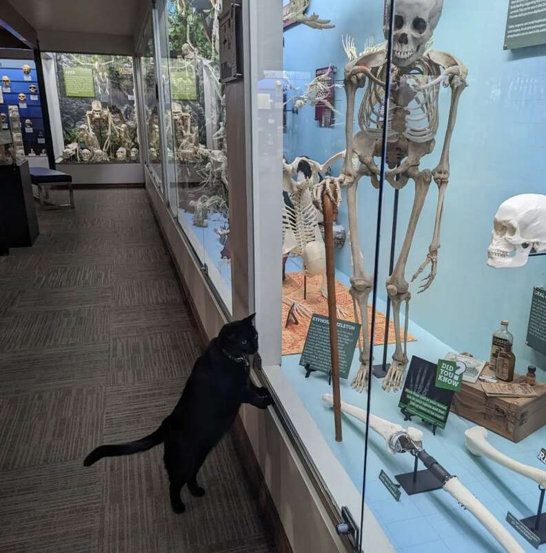 museum cat