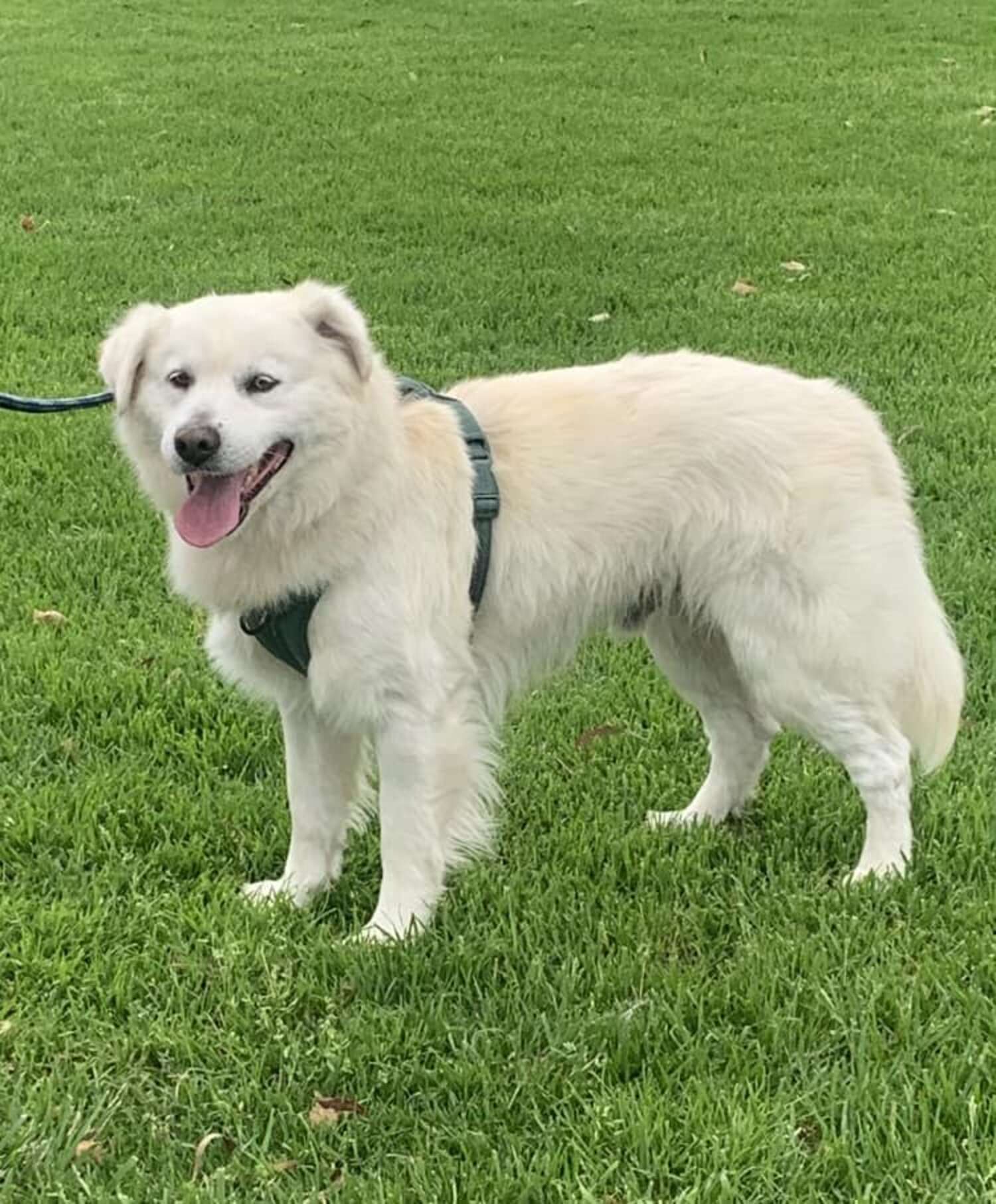 Homeowners Wake To Noise Outside And Find A Dog Tied To Their Mailbox ...