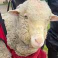 Sheep being held up in red carrier 