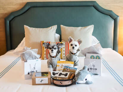 pet friendly hotels