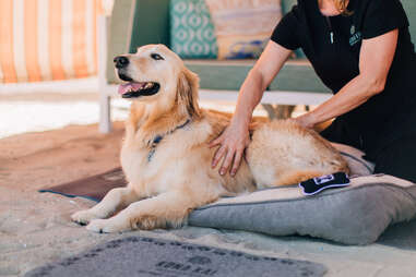 Pet Friendly Hotels San Diego: Hotels for Your Dog and Cat - Thrillist